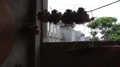 Dried onion, onion Stock Footage 47456841