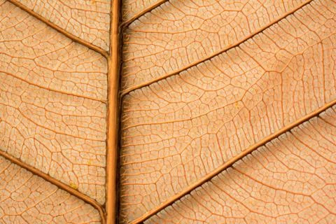 Dried orange leaf sceleton texture Stock Photos