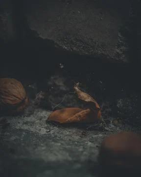 Dried orange leaf from a tree under a brick wall. Selective focus, film grain Stock Photos