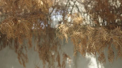 Dried orange pine needles dangle over a white stone wall Stock Footage 243811367