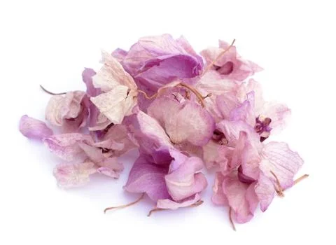 Dried orchid Stock Photos