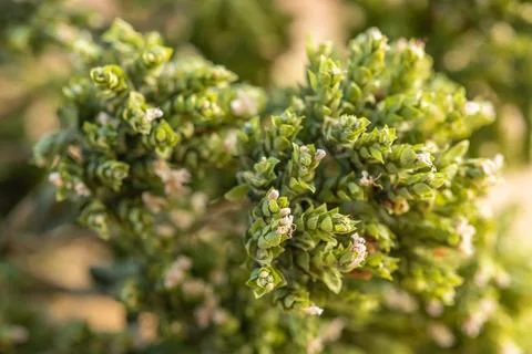 Dried oregano close up. Selective focus. A sprig of dry Sicilian oregano Stock Photos