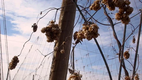 Dried out Hops On Bine Static Stock Footage 236605998