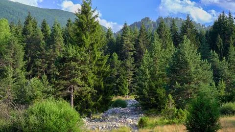 Dried Out River Goes Through the Mountain Forest Stock Photos
