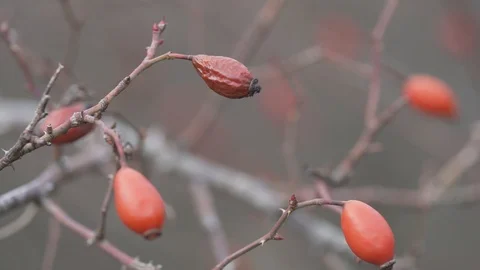 Dried out rose hip fruit close up, stock video Stock Footage 107055667