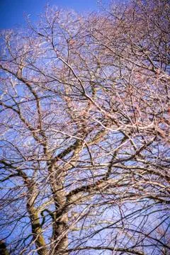 Dried out tree branches Stock Photos