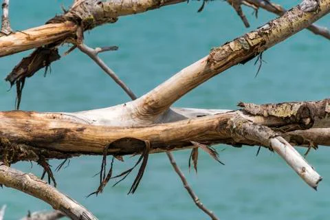 Dried Out Tree Stock Photos