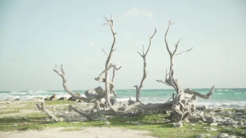 Dried out wood Stock Footage 80222319