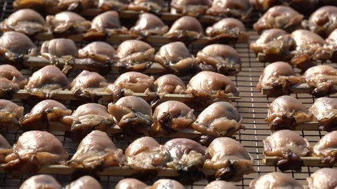 Dried Oysters Under the Sun Video stock 331455287