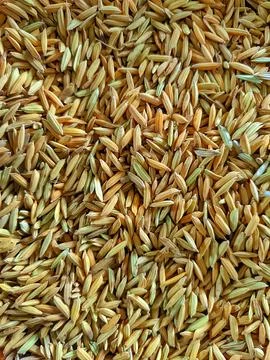 Dried paddy Fotos Stock