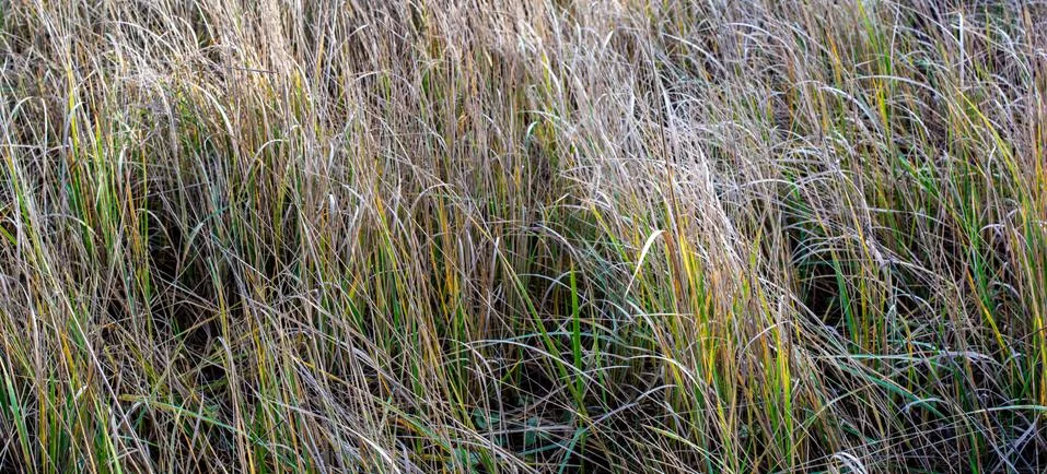 Dried pale grass in the fall Stock Photos