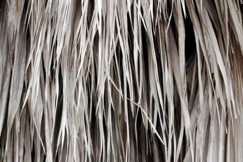 Dried palm fronds 库存照片