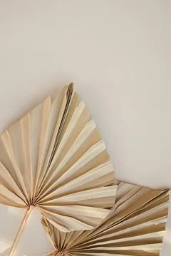 Dried palm leaf on white background with copy space Stock Photos