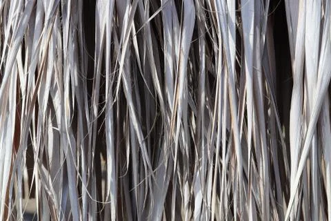 Dried Palm Tree Leafs Texture. Dry Palm Leafs Background. Stock Photos