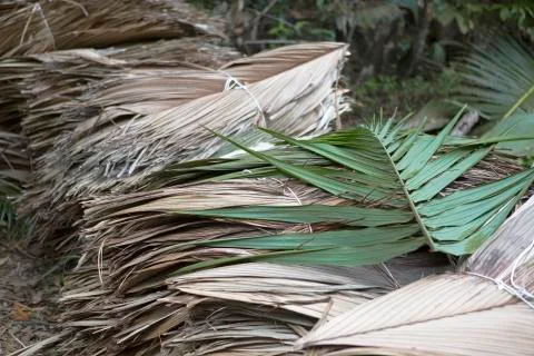 Dried palm tree leaves at wayside Stock Photos