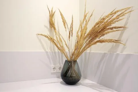 Dried pampas grass flower in the vase Stock Photos