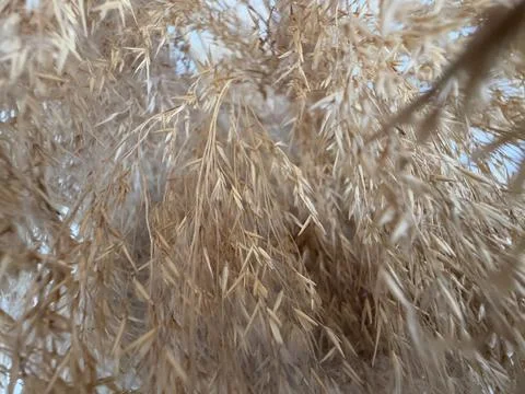 Dried pampas grass texture with soft, natural colors creates neutral backgr.. Фото