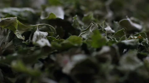Dried Parsley 2 Stock Footage 43210440