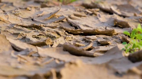 The Dried patch of land. Cracked Land. Scars of the Earth Stock Footage 342709995