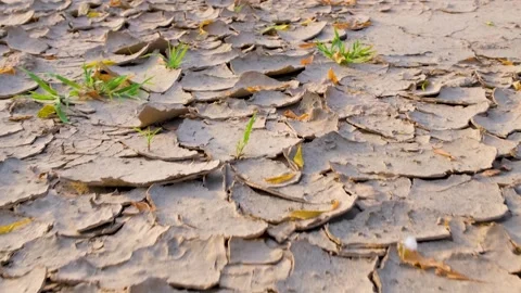 The Dried patch of land. Cracked Land. Scars of the Earth Stock Footage 342724019