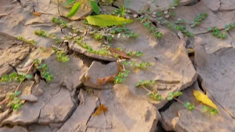 The Dried patch of land. Cracked Land. Scars of the Earth Stock Footage 342724113