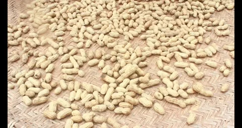 Dried peanuts Stock Footage 312935756