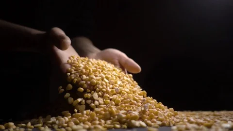 Dried peas are poured on a table, black background. Stock Footage 105154290