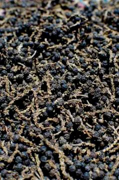 Dried peppers Stock Photos