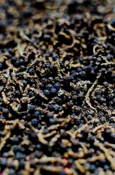 Dried peppers Stock Photos