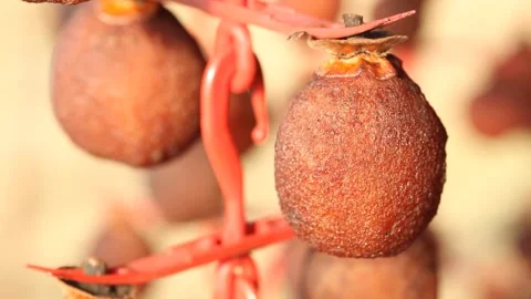 Dried persimmons, close-up shot Stock Footage 302949398