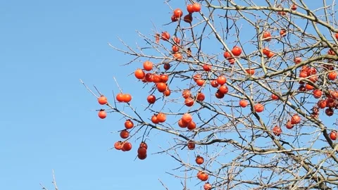 Dried persimmons, close-up shot Video stock 302949399