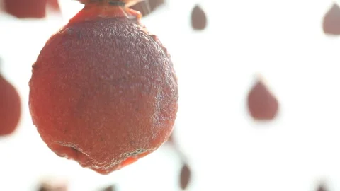 Dried persimmons, close-up shot Video stock 302949401
