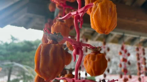 Dried persimmons hanging on strings symbolize natural sweetness and the hidden Stock Footage 325956027