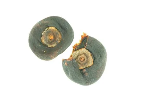 Dried persimmons Stock Photos
