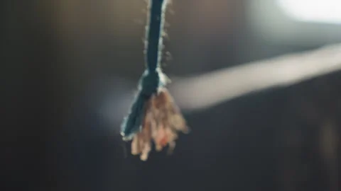 Dried petal hanging on thread. Aged petal suspended from textured string 库存影片 337725655