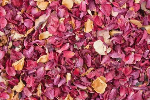 Dried petals Stock Photos