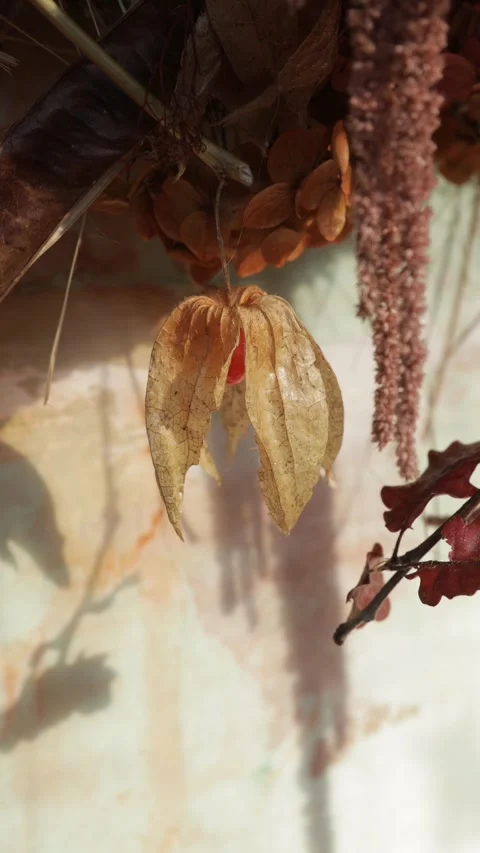Dried Physalis and Botanical Autumn Floral Arrangement, Rustic Fall Decor, Verti Stock Footage 346640063