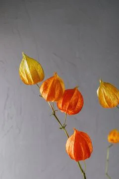Dried physalis on a dark background. Bright botanical plant Stock Photos