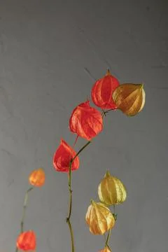 Dried physalis on a gray background. Bright botanical plant Stock Photos