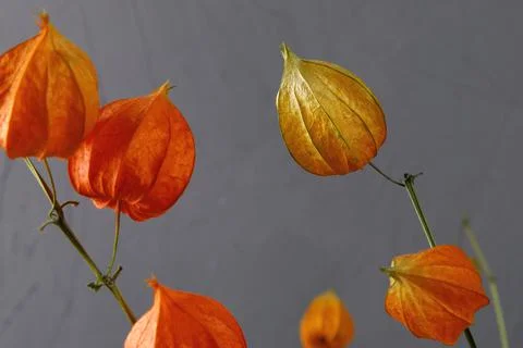 Dried physalis on a gray background. Bright botanical plant Stock Photos