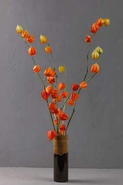 Dried physalis on a gray background. Bright botanical plant Stock Photos