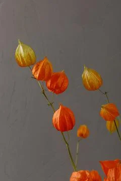 Dried physalis on a gray background. Bright botanical plant Stock Photos