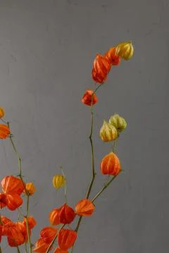 Dried physalis on a gray background. Bright botanical plant Stock Photos