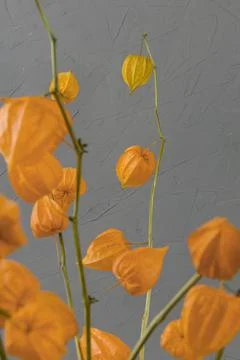 Dried physalis on a gray background. Bright botanical plant Stock Photos