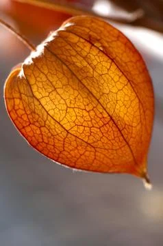 Dried Physalis lantern close up Stock Photos