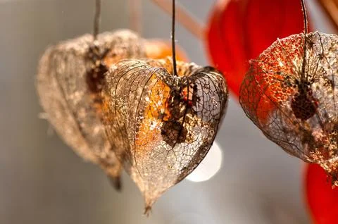 Dried Physalis lantern close up Stock Photos
