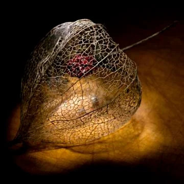 Dried Physalis lantern close up Stock Photos