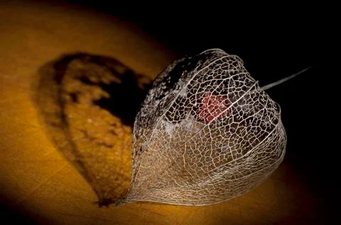 Dried Physalis lantern close up Stock Photos