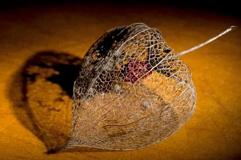Dried Physalis lantern close up Stock Photos