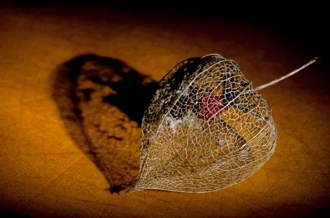 Dried Physalis lantern close up Stock Photos